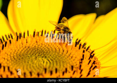 Eine gelbe Sonnenblume (Helianthus annuus) mit einer Honigbiene (APIs mellifera carnica) Stockfoto