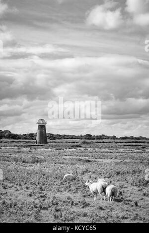 Eine historische wind Pumpe, jetzt ein Haus, ein Mann sitzt außerhalb Lesen und Schafe grasen im Vordergrund, Horsey, Norfolk, Großbritannien Stockfoto