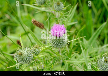 Wilde Blumen Stockfoto