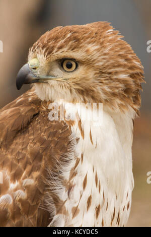 Obere Karosserie, Seitenansicht von in Gefangenschaft gehaltenen Red-tailed Hawk, Falknerei Stockfoto
