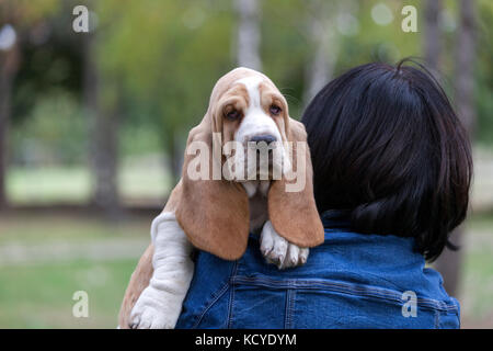 Kleine Welpen Basset Hound wurde bereits von Wanderungen müde, so sein Besitzer hat es in der Hand. kleine Welpen auf dem Gras sitzt und schaut sich um. kopieren Stockfoto