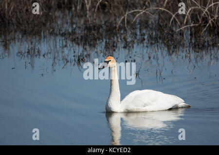 Ein trompeter Schwan Schwimmen entlang der Bank Stockfoto