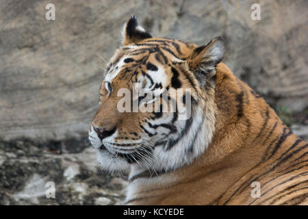 Eine tiger Aus starrte in die Ferne schauen entspannt Stockfoto