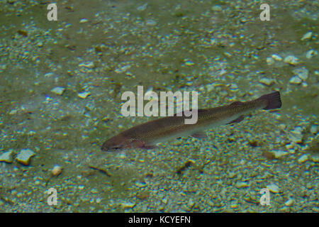 Regenbogenforelle. Oncorhynchus mykiss. Einzelne Erwachsene schwimmen in Clear Lake. Trentino. Italien Stockfoto
