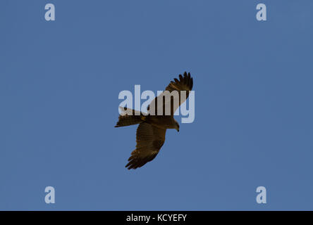 Schwarze Drachen. Milvus migrans. Einzelne Erwachsene Höhenflug. Trentino. Italien Stockfoto