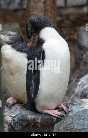 Vergilbte-eyed Pinguin in Neuseeland Entspannung nach einem regen Stockfoto