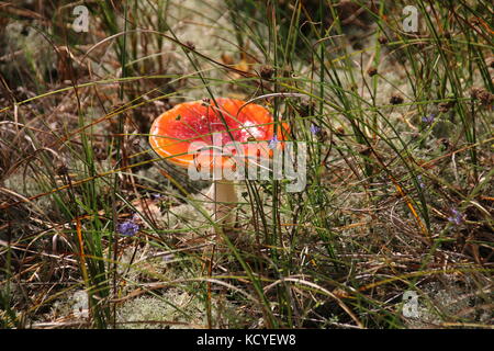 Pilz Amanita muscaria Stockfoto