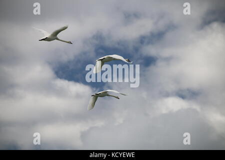 Drei Schwäne fliegen entlang der Ostseeküste. Stockfoto