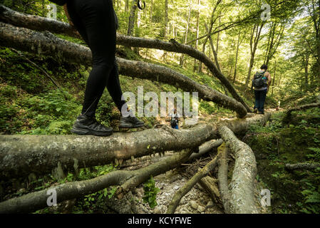Gruppe von bergfreunde Wanderungen die grohotis Bergkette auf markierten Wanderwegen und durch einen Wald, Teil der tiefen Wildnis. Stockfoto