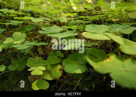 Gruppe von bergfreunde Wanderungen die grohotis Bergkette auf markierten Wanderwegen und durch einen Wald, Teil der tiefen Wildnis. Stockfoto