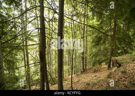 Gruppe von bergfreunde Wanderungen die grohotis Bergkette auf markierten Wanderwegen und durch einen Wald, Teil der tiefen Wildnis. Stockfoto