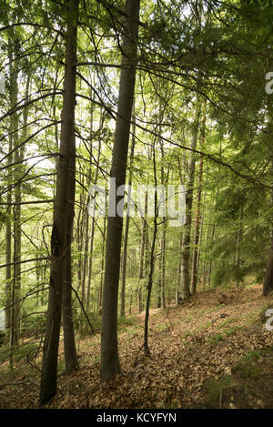 Gruppe von bergfreunde Wanderungen die grohotis Bergkette auf markierten Wanderwegen und durch einen Wald, Teil der tiefen Wildnis. Stockfoto