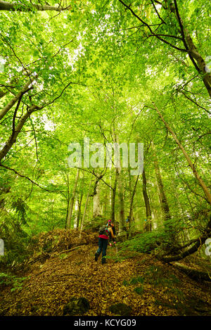 Gruppe von bergfreunde Wanderungen die grohotis Bergkette auf markierten Wanderwegen und durch einen Wald, Teil der tiefen Wildnis. Stockfoto