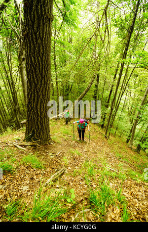 Gruppe von bergfreunde Wanderungen die grohotis Bergkette auf markierten Wanderwegen und durch einen Wald, Teil der tiefen Wildnis. Stockfoto