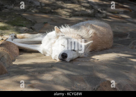 Weibliche polar wolf gerettet aus der Falle, für immer links Lame Stockfoto