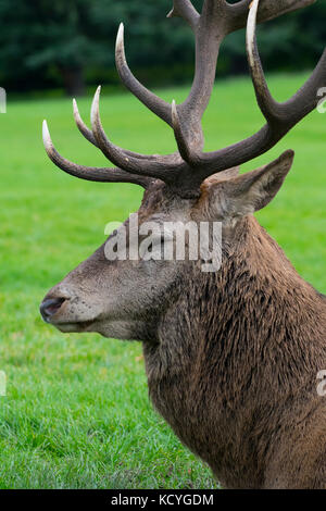 Wollaton hall Rotwild Stockfoto