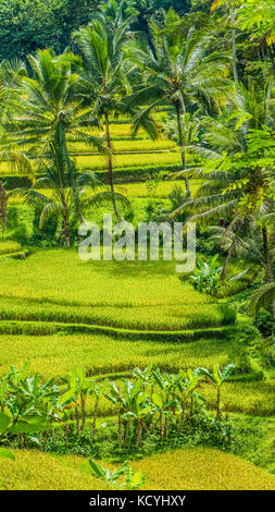 Schöne Palmen wachsen in Kaskade erstaunliche Tegalalang Reis Terrasse Felder, Ubud, Bali, Indonesien Stockfoto