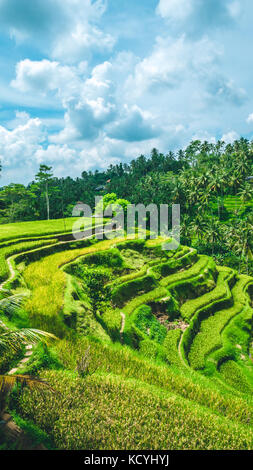 Verschieben von regnerischen Wolken über erstaunliche tegalalang Reis Terrasse mit wunderschönen Palmen wachsen in der Kaskade, Ubud, Bali, Indonesien Stockfoto