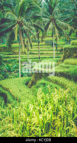 Nahaufnahme von schöne große Palme in erstaunliche Tegalalang Reis Terrasse Felder, Ubud, Bali, Indonesien Stockfoto