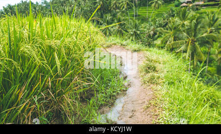 Wanderweg entlang Reis terrasse Felder mit schönen unscharfen Coconut Palm im Hintergrund, Ubud, Bali, Indonesien Stockfoto