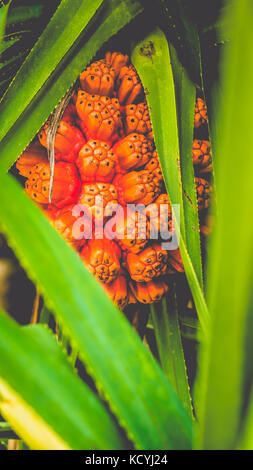 Pandanus tectorius Obst und grünem Laub auf tropischen Palmen. Nahaufnahme Stockfoto