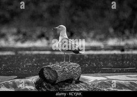 Heringsmöwe (Larus fuscus) Stockfoto