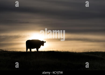 Kuh silhoutted von Sunrise, Wallowa - Whitman National Forest, Oregon. Stockfoto