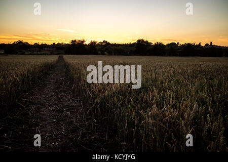 A sunset over a wheat field in the Lincolnshire countryside. Stockfoto