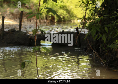 Ein Mud-Damm am Fluss closeup Stockfoto