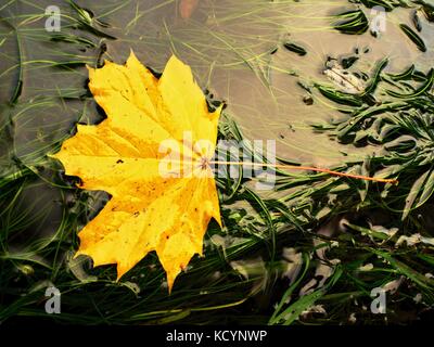 Gefallenen maple leaf in Grünalgen. faule gelb orange gepunktete Maple Leaf in kaltem Wasser von Stromschnellen. Farbenfrohe herbst Symbol. Stockfoto