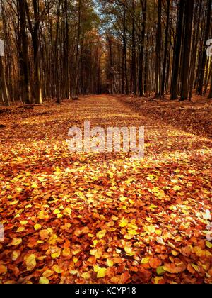 Waldweg im Herbst Herbst Landschaft. frische Farben der Blätter, gelb-grüne Blätter auf den Bäumen shinning in der Nachmittagssonne. Stockfoto