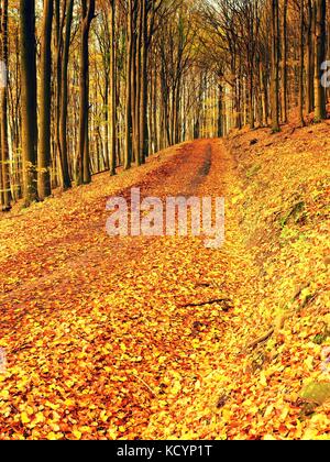 Waldweg im Herbst Herbst Landschaft. frische Farben der Blätter, gelb-grüne Blätter auf den Bäumen shinning in der Nachmittagssonne. Stockfoto