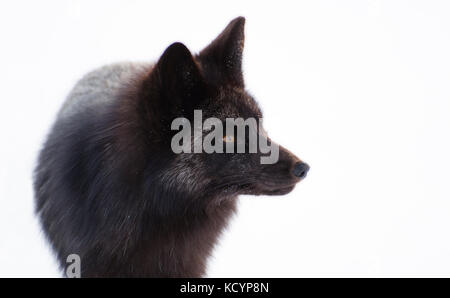 Red Fox, Vulpes vulpes, Silver fox, Charlottetown, Prince Edward Island, Kanada Stockfoto