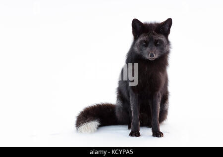 Red Fox, Vulpes vulpes, Silver fox, Winter, Charlottetown, Prince Edward Island, Kanada Stockfoto