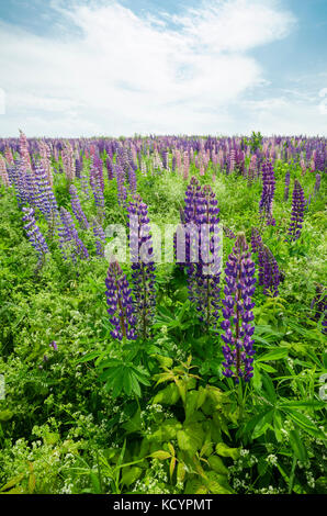 Lupinen, lupinus Arten, Blumen, French River, Prince Edward Island, Kanada Stockfoto