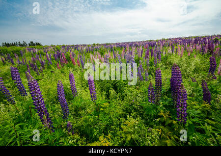 Lupinen, lupinus Arten, Blumen, French River, Prince Edward Island, Kanada Stockfoto