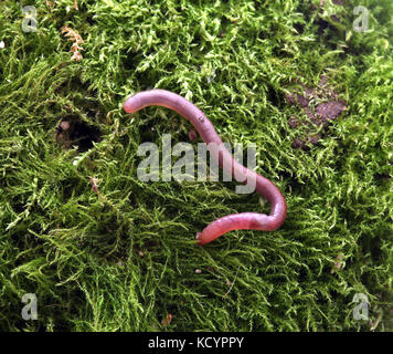 Bild von aearth Wurm auf einer MOSS-Hintergrund Stockfoto