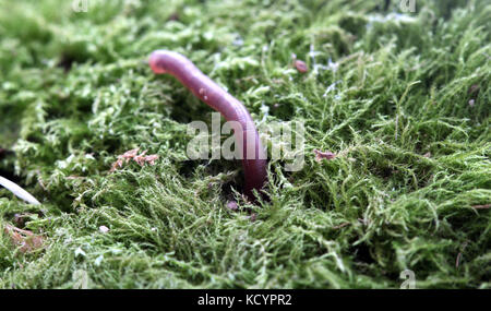 Bild von aearth Wurm auf einer MOSS-Hintergrund Stockfoto