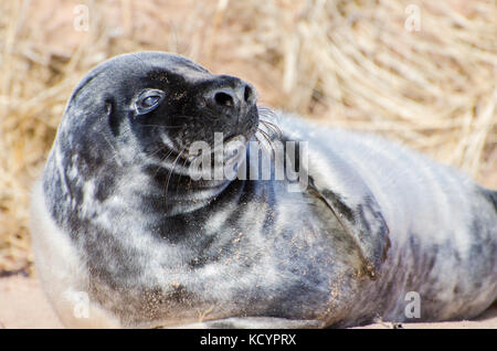 Kegelrobbe halichoerus grypus, pup, Murray Hafen Nord, Prince Edward Island, Kanada Stockfoto
