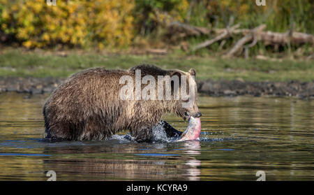 Grizzlybär (Ursus arctos Horribilis), Sub - Erwachsene im Wasser der alpinen See mit sockeye Lachse (Oncorhynchus nerka), Sonnenuntergang, Central British Columbia, Kanada Stockfoto