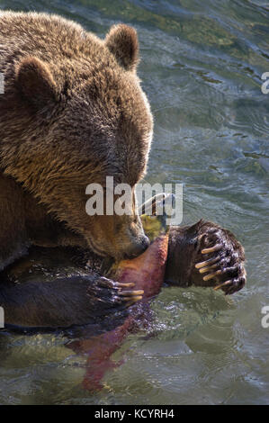 Grizzlybär (Ursus arctos Horribilis), erwachsene Frau, Fütterung auf sockeye Lachse (Oncorhynchus nerka), Central British Columbia, Kanada Stockfoto