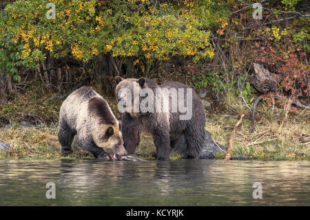 Grizzlybär (Ursus arctos Horribilis), Erwachsener, Frauen mit dritten Jahr cub, River Bank auf Lachs stream, Fütterung auf Feder (Chinook, Tyee, König) Lachs (Oncorhynchus Tshawytscha), Herbst, Herbstfarben, British Columbia, Kanada Stockfoto