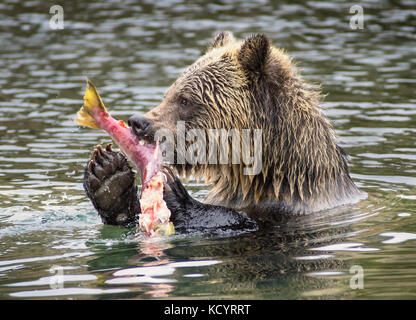 Grizzlybär (Ursus arctos Horribilis), Sub-Adult, im Wasser der Lachs stream Fütterung auf sockeye Lachse (Oncorhynchus nerka), Central British Columbia, Kanada Stockfoto