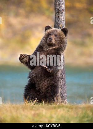 Grizzlybär (Ursus arctos Horribilis), COY (Cub-Of-Jahr), erste Jahr cub, stehend und Kratzer auf der Rückseite, Fallen, Herbst, British Columbia, Kanada Stockfoto