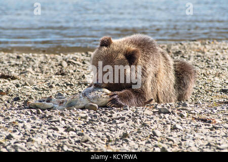 Grizzlybär (Ursus arctos Horribilis), COY (Cub-Of-Jahr), erste Jahr Cub, Fallen, Herbst, Lachs Stream Strand, Fütterung auf Feder (Chinook, Tyee, König) Lachs (Oncorhynchus Tshawytscha), Central British Columbia, Kanada Stockfoto