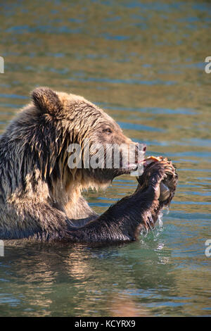 Grizzlybär (Ursus arctos Horribilis), Erwachsener, Fütterung auf sockeye Lachse (Oncorhynchus nerka), Central British Columbia, Kanada Stockfoto