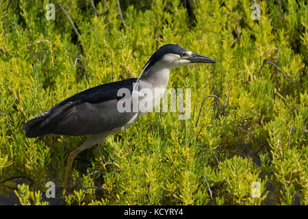 Schwarz - gekrönte Nachtreiher, nycticorax nycticorax, an kaelia Pond National Wildlife Refuge auf der Insel Maui in Hawaii USA Stockfoto