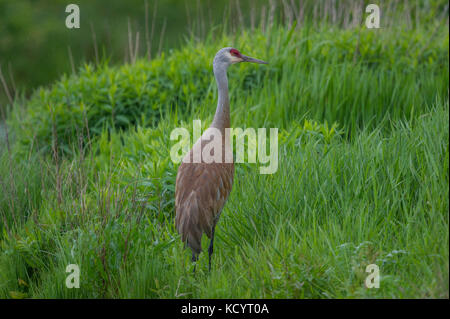 Die allesfresser Sandhill Crane (Antigone canadensis) Feeds auf dem Land oder in seichten Sümpfe, wo Pflanzen aus dem Wasser wachsen, Nachlese von der Oberfläche und Sondieren mit ihren Gesetzentwurf Britisch-Kolumbien, Kanada Stockfoto