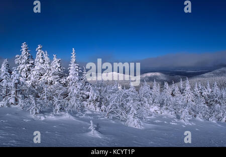 Verschneite Bäume, Mont-Mégantic Nationalpark, Québec, Kanada Stockfoto