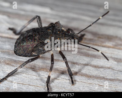 Braun marmorated stinken Bug (Halyomorpha halys) Nymphe auf einem hölzernen Oberfläche Stockfoto